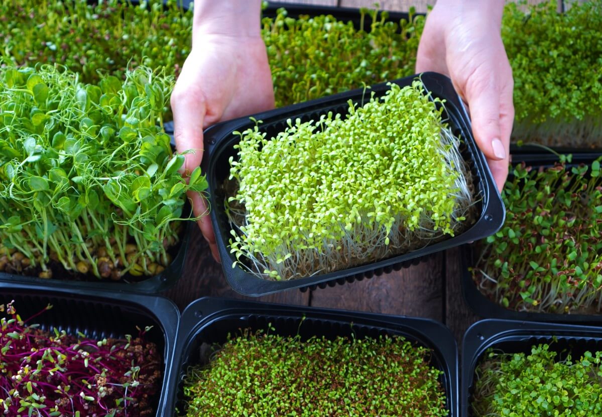 Elevate Your Meals with Microgreens: Tiny Greens, Big Health Benefits