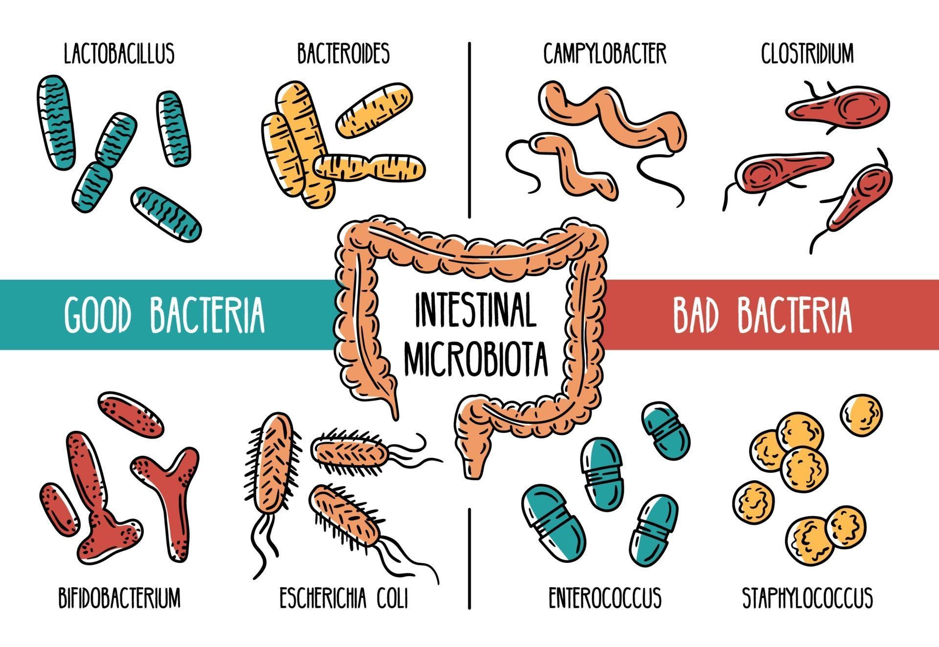 Unlocking the Gut-Brain Connection: How Gut Health Impacts Everything from Skin to Mood