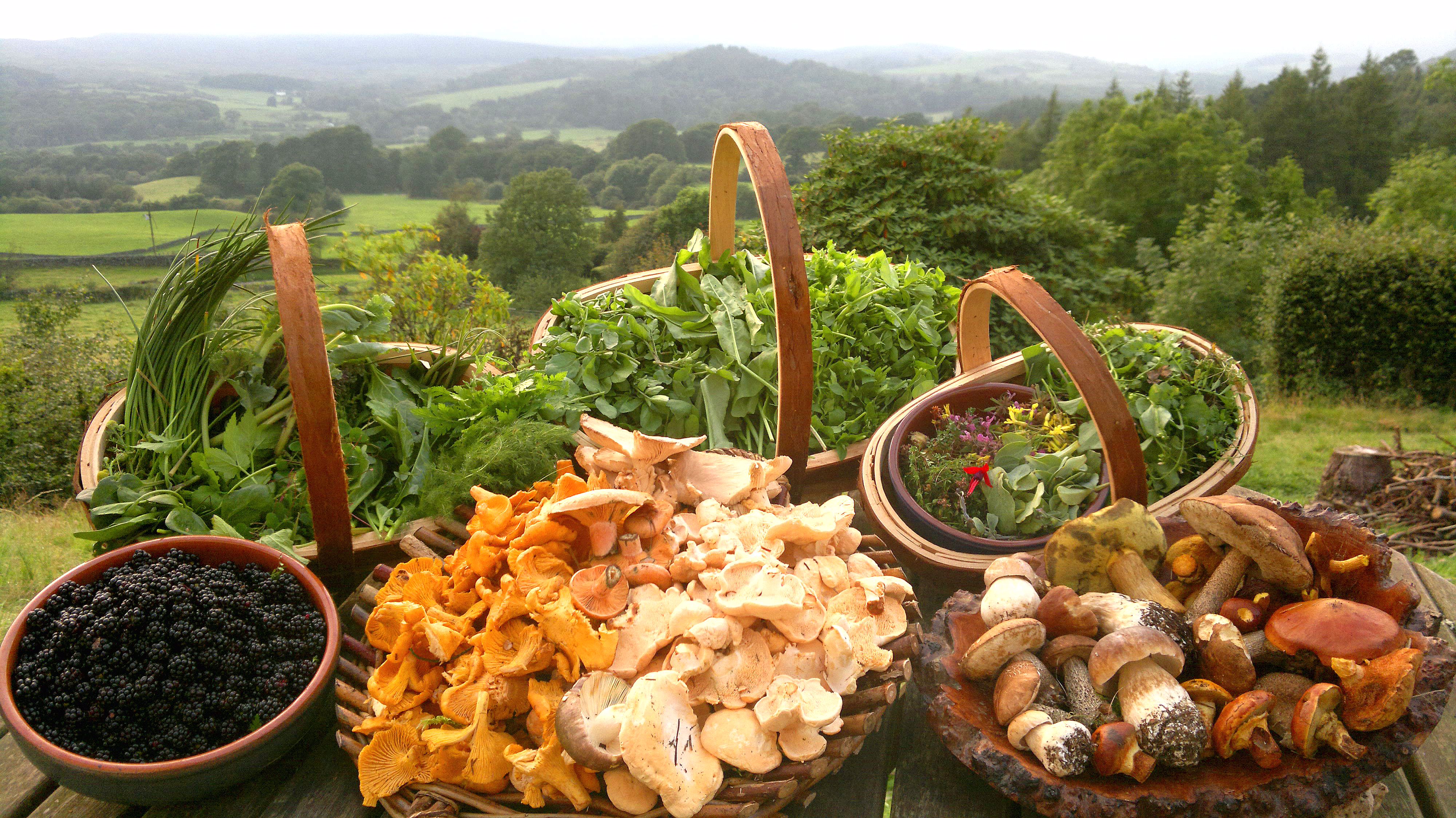 Embrace the Wild: The Rise of Foraged Foods