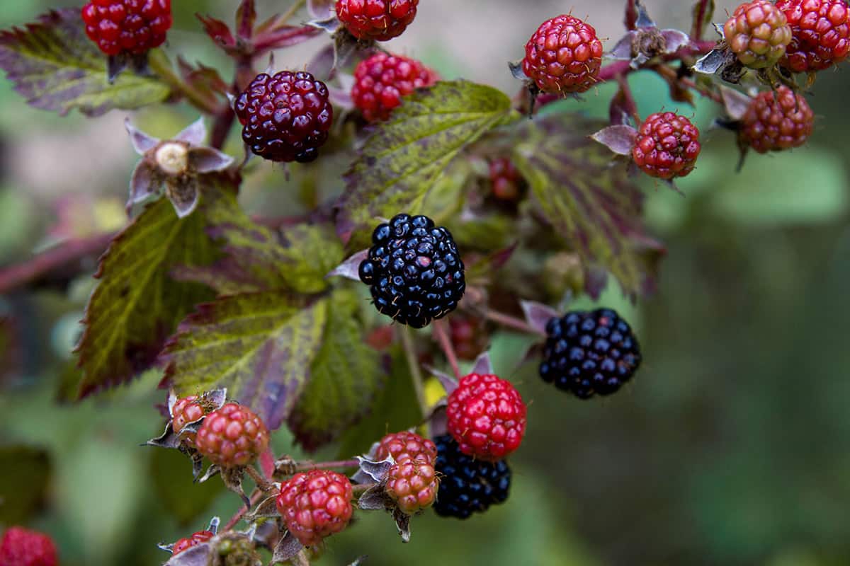 Budget-Friendly Ways to Enjoy Delicious Blackberries