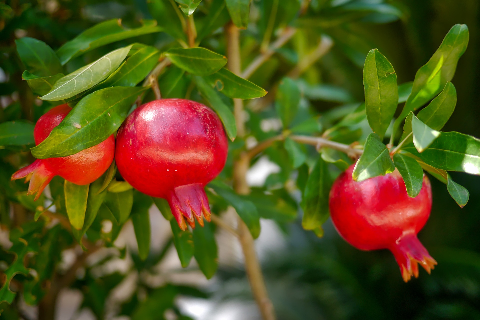 Unlocking the Versatile Power of Pomegranates: From Peel to Roots, Every Part Offers Unique Benefits